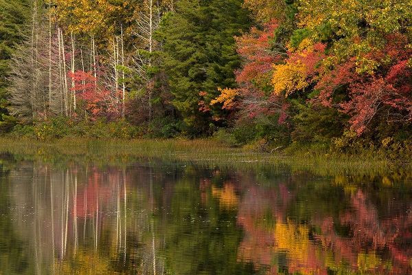 New Jersey-Wharton State Forest Lake and forest in autumn